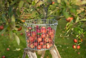 Korbo Wire bucket 24 trådkorg, galvaniserad