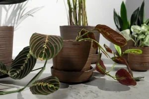 Vaidava Ceramics Soil kruka med fat; S, brun