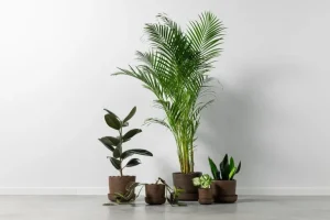 Vaidava Ceramics Soil kruka med fat; S, brun